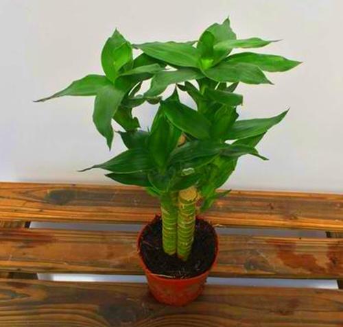 富贵竹的寓意是什么，5根富贵竹的寓意是什么（富贵竹寓意好代表福运、财富）