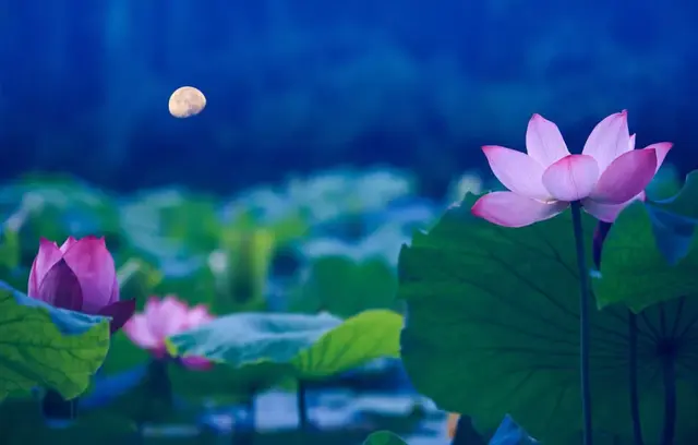 荷塘月色的作者，荷塘月色的作者是谁（著名演员严晓频朗诵《荷塘月色》）