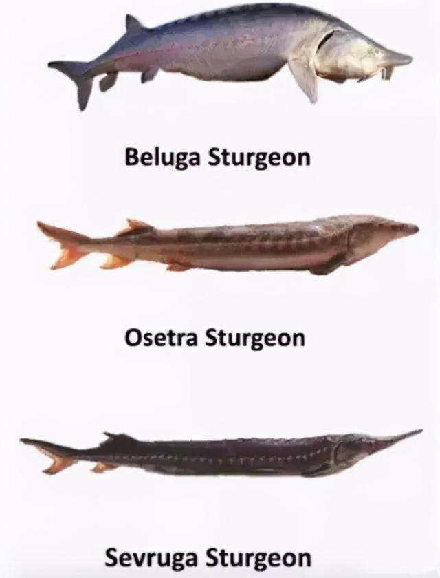 鱼子酱好吃吗，鱼子酱是什么东西（除了贵，你对鱼子酱一无所知）