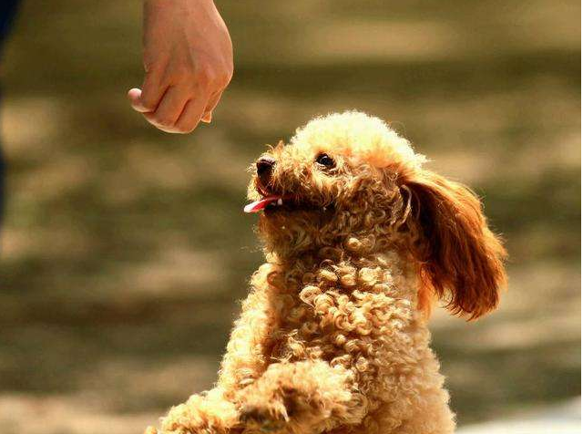 泰迪怎么训练，泰迪犬该如何训练