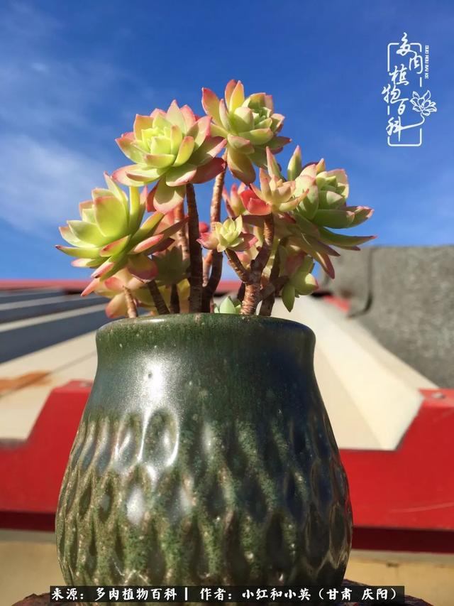 姐妹情深的句子，姐妹情深的句子简短（赏娇媚多肉，忆姐妹情深）