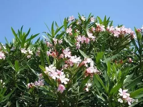 巨型猪笼草有毒吗,猪笼草有毒吗?有什么作用(世界极具恐怖的植物) 巨型猪笼草有毒吗,猪笼草有毒吗?有什么作用(世界极具恐怖的植物)