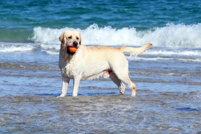 荷兰水猎犬多少钱 水猎犬多少钱一只