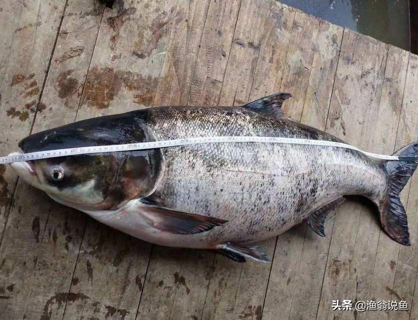 手竿钓鲢鳙专用饵料配方详解，轻松调制高效诱鱼饵