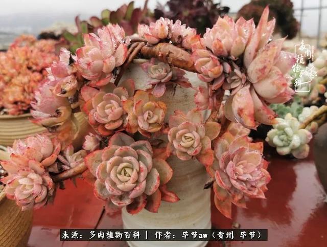 晴天橙子可爱头像微信，晴天橙子可爱头像（有多少次的会心一笑，全因多肉）