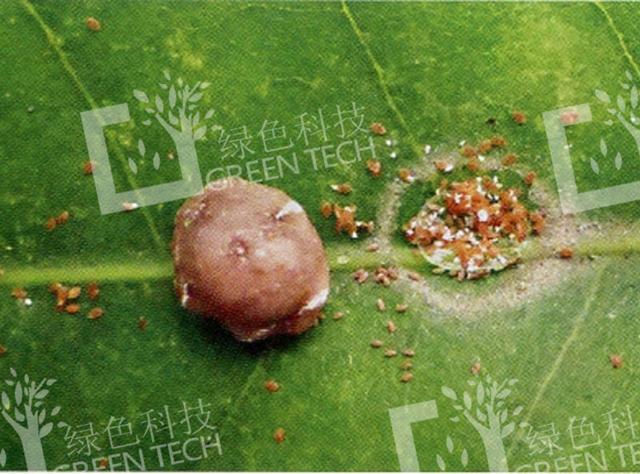 害虫红蜡蚧的防治方法，害虫红蜡蚧的防治方法有哪些（红蜡蚧的为害及防治）