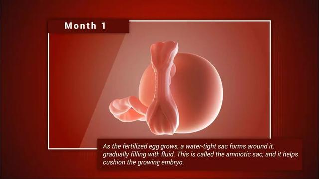 外星人的宝宝长什么模样，宝宝在妈妈肚子里的9个月