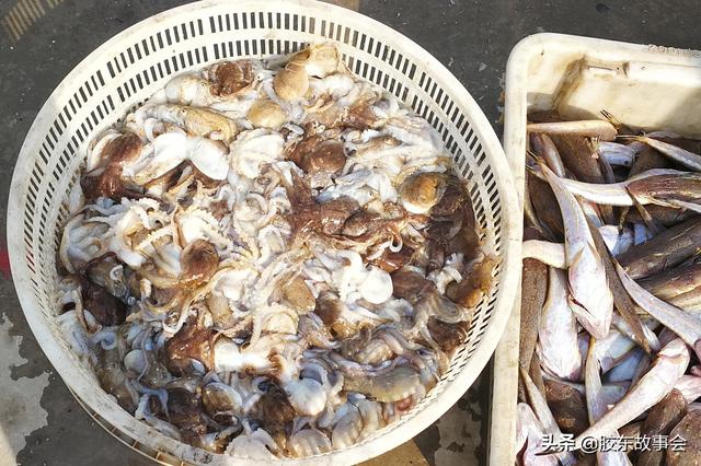 蛸有哪些读音，蛸怎么读音（大连长海县境内这个小岛的名字很有特点）