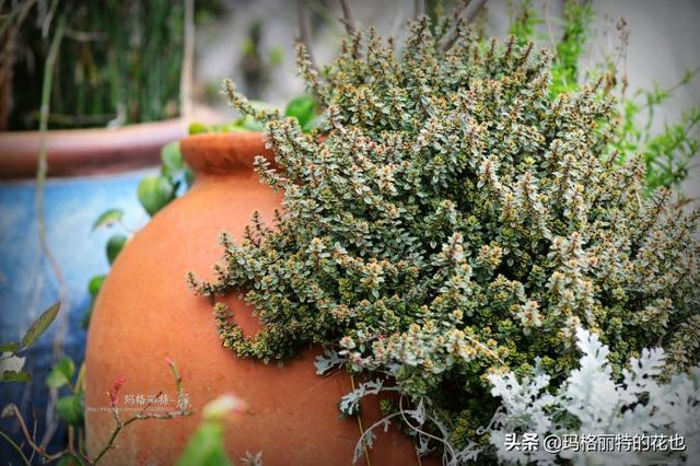薰衣草如何过冬，薰衣草怎样过冬（西餐料理中常见的几种香草）