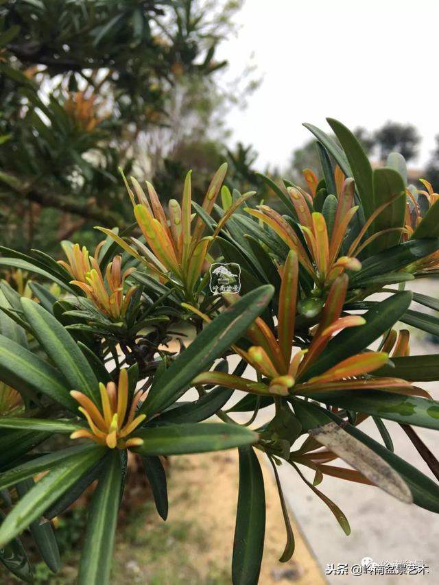 罗汉松盆景欣赏精品，海岛罗汉松——我的红颜知己