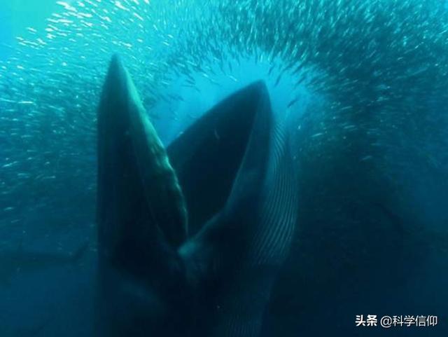 蓝鲸吃什么，蓝鲸为什么是哺乳动物（一口就能吞食几十吨磷虾）