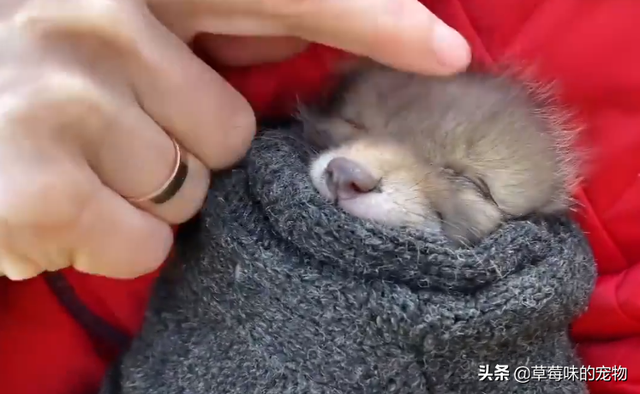 小狐狸奶狗可爱系列动漫头像微信，苏柒：小狐狸奶狗可爱系列动漫头像（野外捡到一只狐狸幼崽）