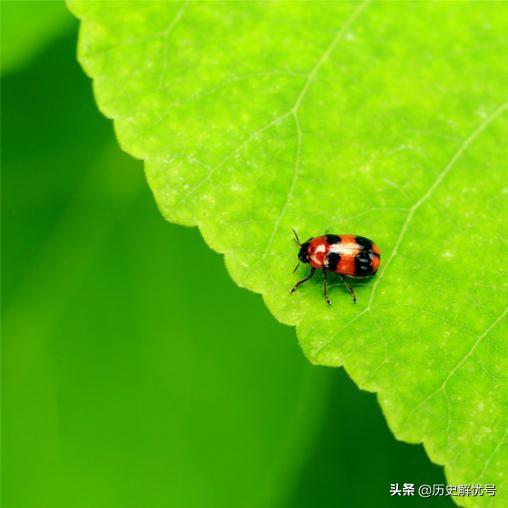 清高是骂人的意思吗，清高是什么意思（最文艺的词汇却构成最狠的话）