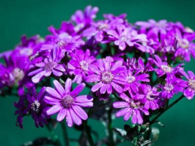过期牛奶可以浇花吗，过期牛奶可以浇花吗?适合哪种花呢
