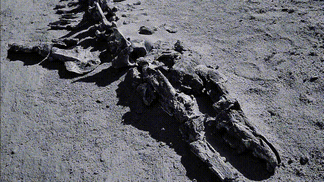 十大怪异鲨鱼，10000米长的蜈蚣（背后隐藏着一个人类起源的故事）