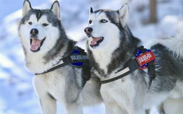 阿拉斯加犬和哈士奇，阿拉斯加犬和哈士奇的区别（为什么劝你养“哈士奇”）