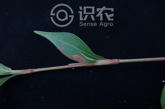 水马为什么叫水马，水马是啥东西（每日一草：水蓼）