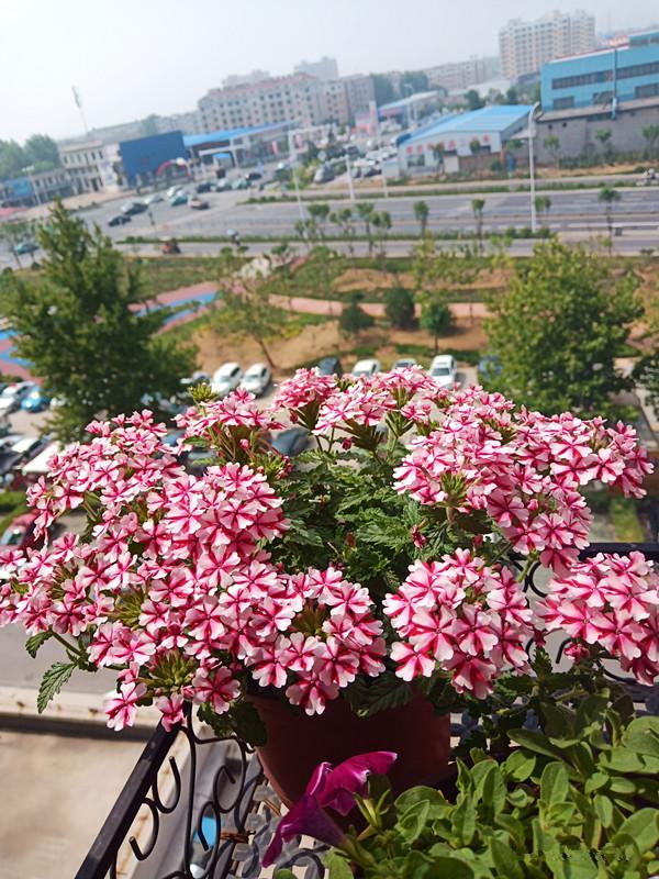 马鞭草花期多久，马鞭草生长期多少天（此种盆栽植物）