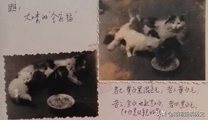 义薄云天是什么动物，义蒲云天指什么动物（为什么只有鼠年）