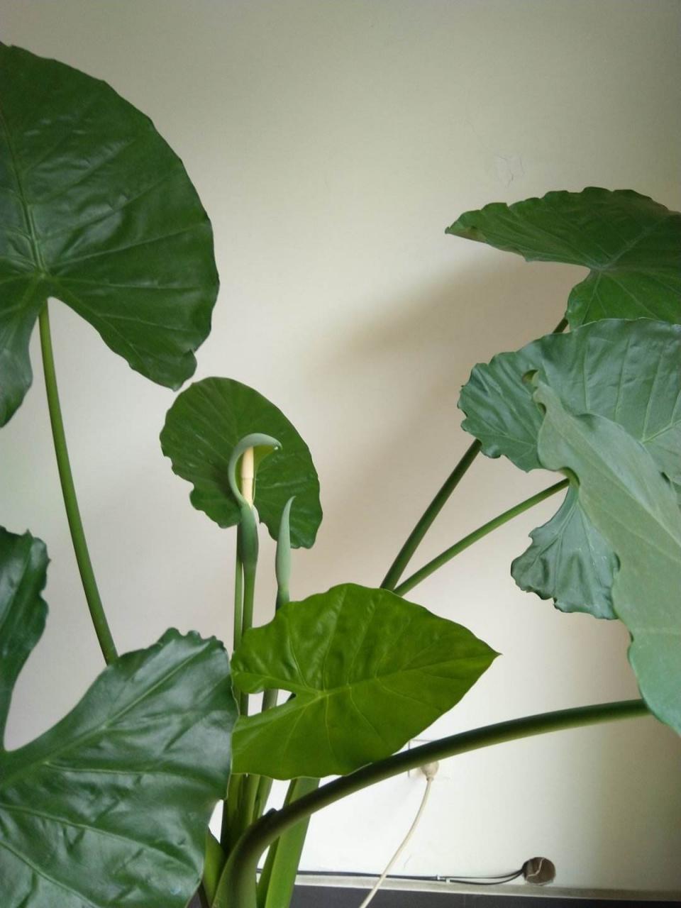 叶用芋和滴水观音(滴水观音是海芋吗)-娱宸网