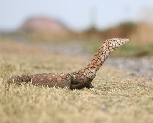 宠物蜥蜴种类，世界上最大的十种蜥蜴（宠物蜥蜴种类视频）