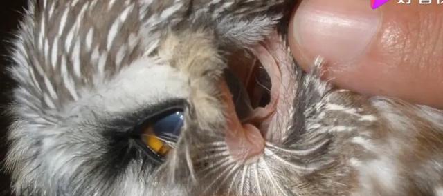 养雪鸮犯法吗，宠物雪貂多少钱一只（猫头鹰的构造原来这么奇葩）