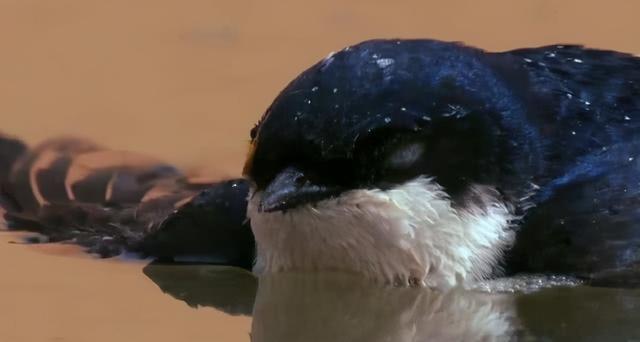 燕子的资料，燕子为什么要辛苦捕食昆虫