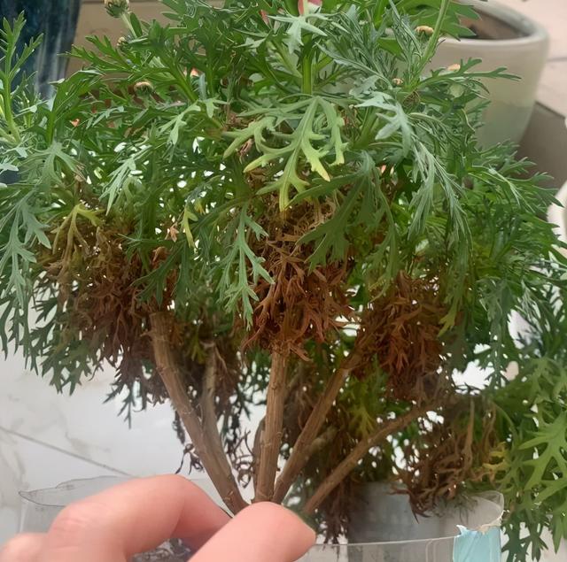 枯萎的花图片，枯萎的花（6种漂亮花，开完花“就枯萎”）