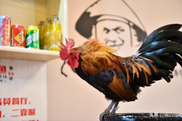 鸡的寓意和象征，鸡的象征意义（火锅店前台养活鸡当“招财鸡”）