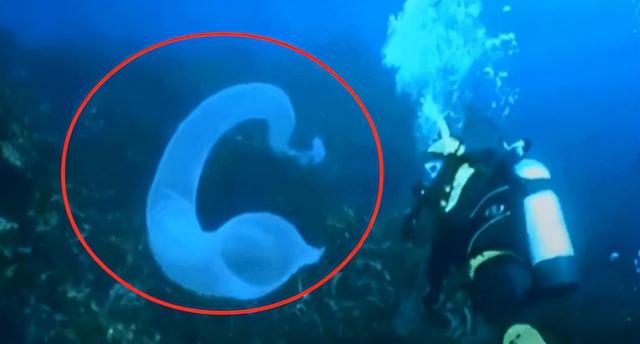 沙虫的特点，沙虫有什么区别（潜水员发现十几米长巨型怪虫）