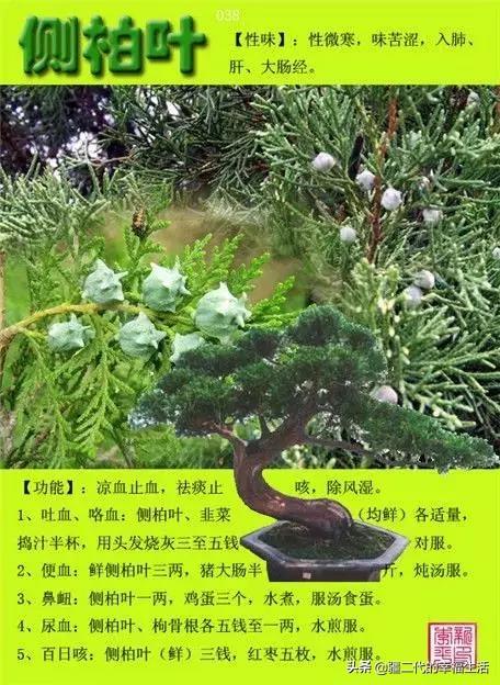 常见中草药图谱，中草药经典图谱（让你知道常用药都长啥样）