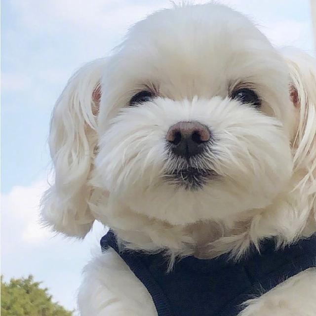 狗狗头像微信，狗狗头像（唯独你是我情之所钟）