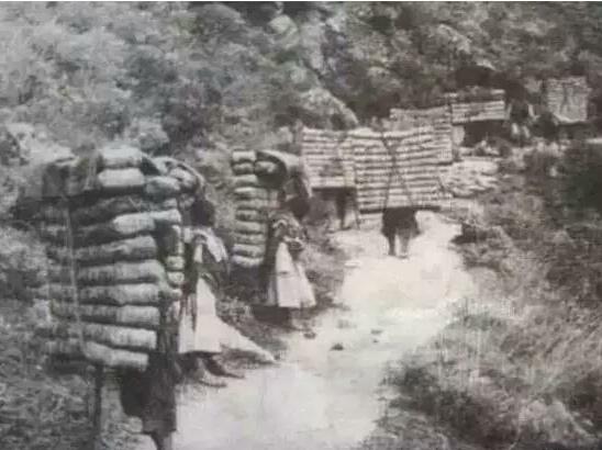 黄葛树和黄桷树的区别，黄葛树（黄葛树图片）