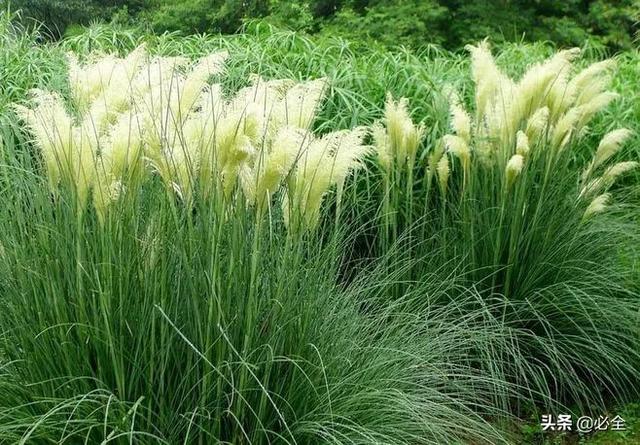 水生植物有哪些，常见的水生植物有哪些（水生植物大全）