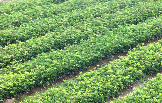 桂花香精怎么提取，桂花香如何提取（沁人心脾人引人来）