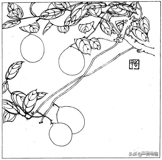 简笔画报花名：手绘铅笔画“白杜鹃花”画法，简笔画报花名（百花苑——白描百花分享<一>）