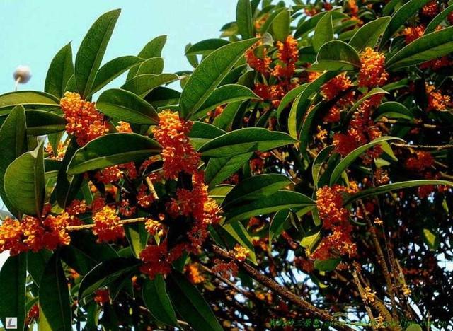 桂花有什么特点，桂花最大的特点是什么（植物百科： 丹桂）