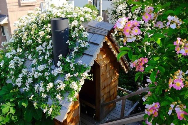 月季花品种，十大经典品种（凭一己之力撑起了整个花园的颜值）