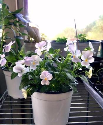 小飞虫怎么消灭小窍门，水果小飞虫怎么消灭小窍门（教你3个“灭虫”技巧）