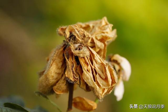 太阳花长白色的虫子是啥原因，太阳花上的白色虫子有什么办法去除（种花好帮手丨这份，先收藏）