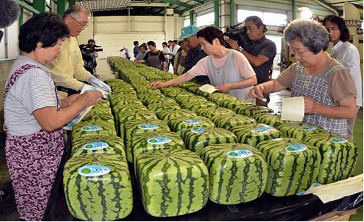 日本西瓜为什么贵，日本西瓜这么贵为什么不进口（日本西瓜卖得这么贵）