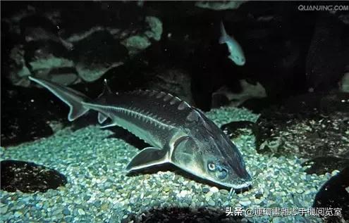 淡水鱼都有什么鱼，钓鱼人一定要知道的二十种淡水鱼（中国常见的20种淡水鱼）