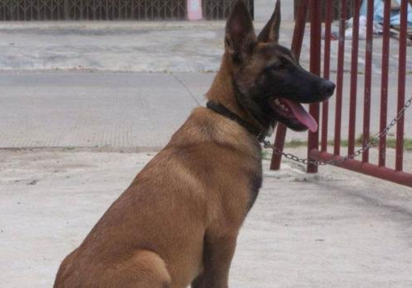 昆马犬和比利时马犬那不同，马犬和比利时犬一样吗（这就是马犬，一只优秀的犬种）