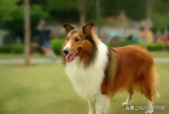 哈士奇智商排名，哈士奇智商在狗界排名多少位（前十和倒数前十）