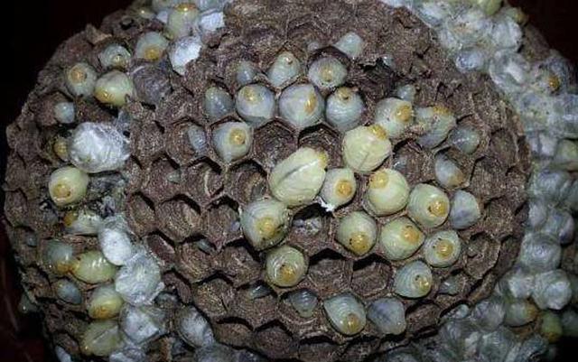 蜂蛹的功效与作用，蜂蛹的作用与功效是什么（蜂蛹的功效与作用及食用方法最新蜂蛹价格多少钱一斤）