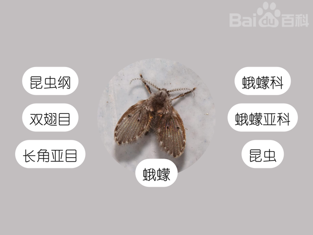 家里蛾子多怎么找源头，家里厨房蛾子多怎么找源头（莫名出现的小飞虫都哪里来的）