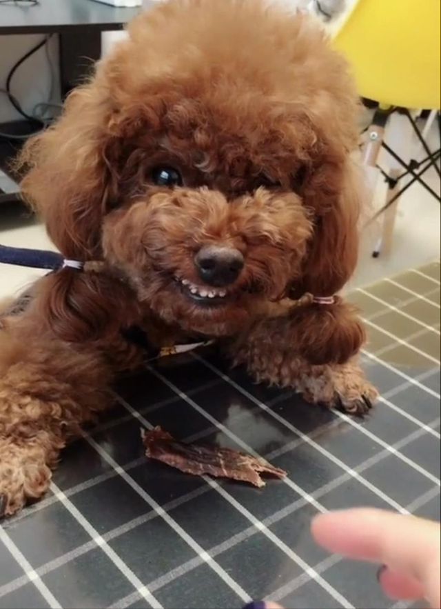 贵宾犬怎么养才不会被惯坏，泰迪犬<贵宾犬>怎么养才听话