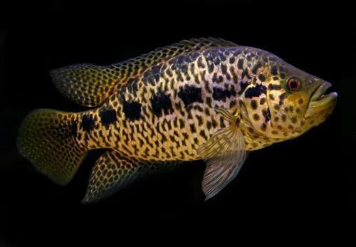 孔雀鱼为什么是鳄雀鳝的天敌，鳄雀鳝怕孔雀鱼吗（为什么很多鱼友不愿意饲养它们呢）