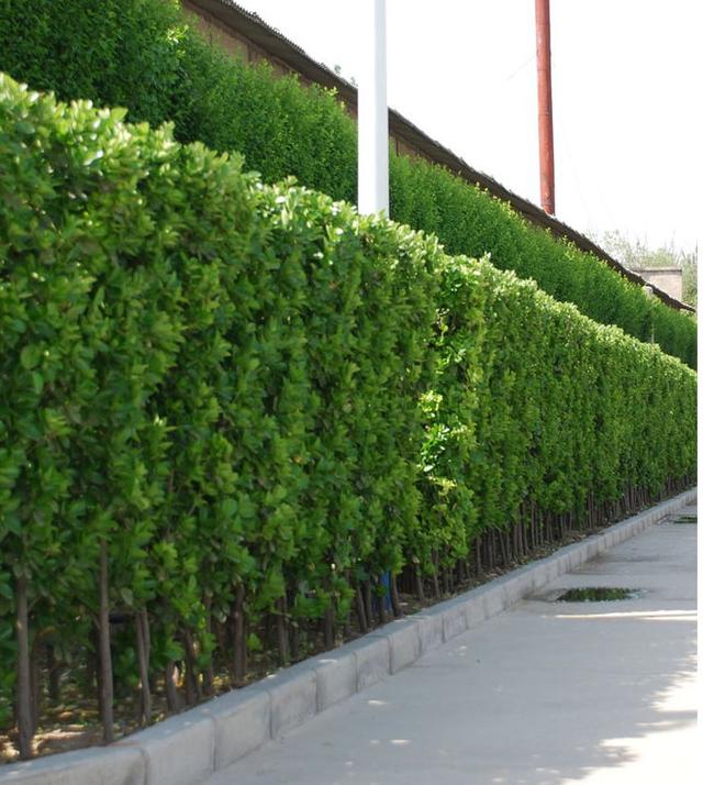 珊瑚树的形态特征和应用价值介绍，珊瑚树的形态特征和应用价值介绍英文（土生土长的中国树）