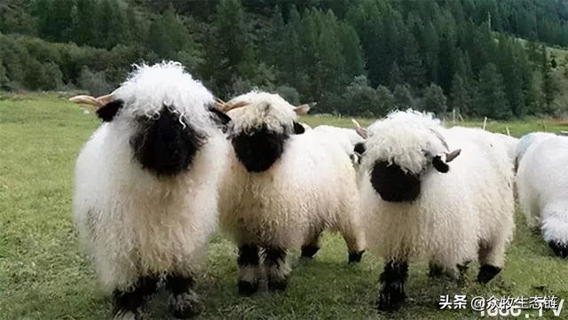 大同特产，世界上最好的羊，看看都在哪（大同特产有什么可以送礼的）